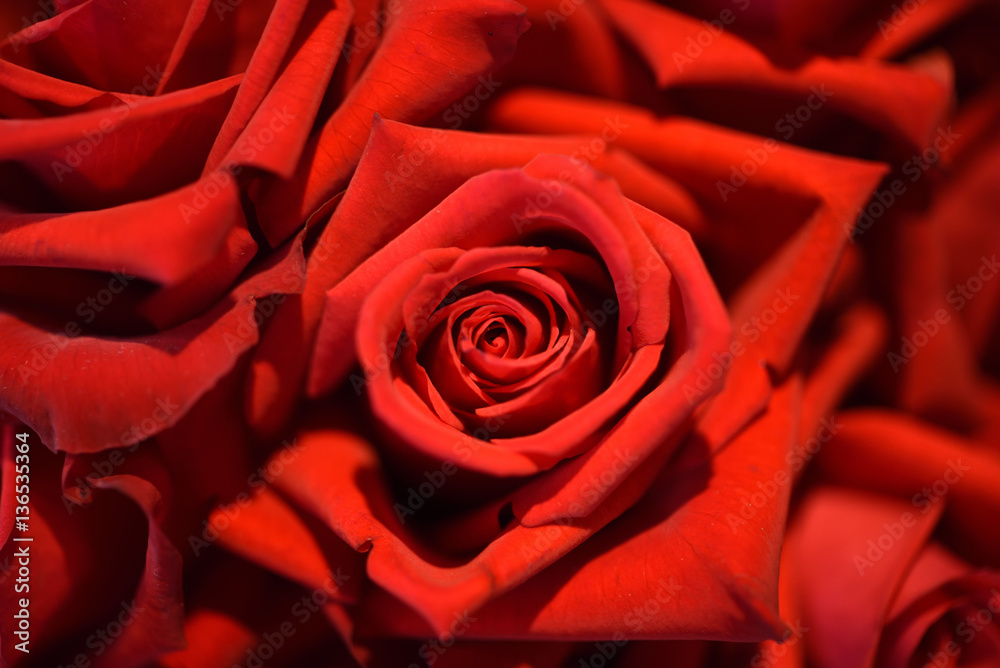 薔薇 薔薇