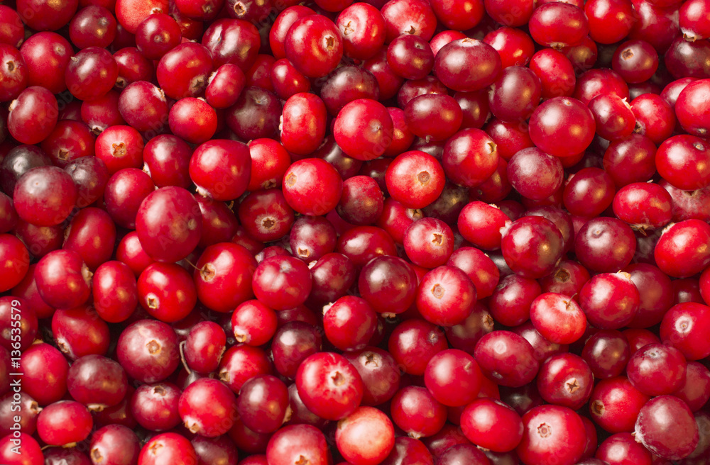 many ripe berries of cranberry on the surface soft light many ripe berries of cranberry on the surface soft light