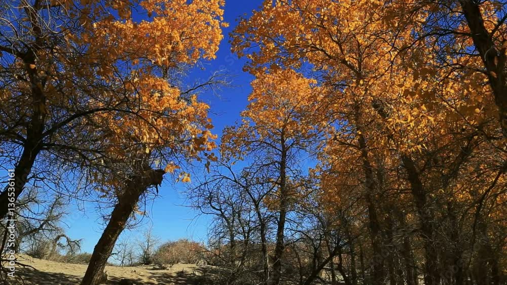 Populus euphratica forest in autumn in Ejina,Inner Mongolia,China Populus euphratica forest in autumn in Ejina,Inner Mongolia,China