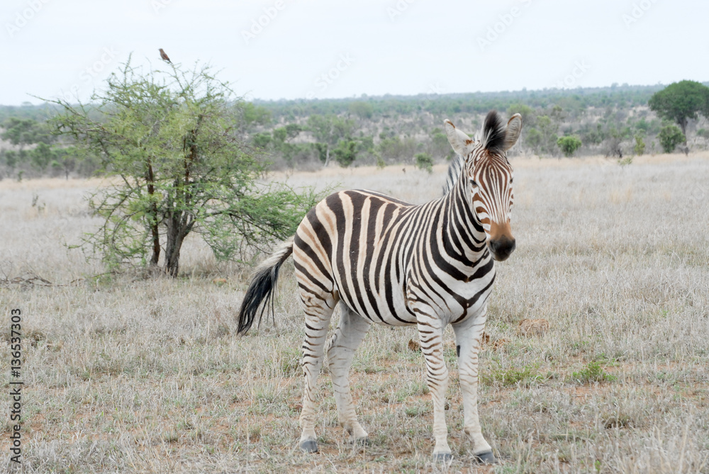 Fototapeta premium Zebra in der Savanne Südafrikas