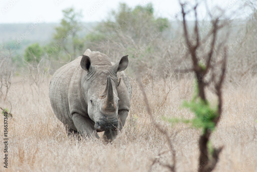 Fototapeta premium Breitmaulnashorn im Krüger Nationalpark