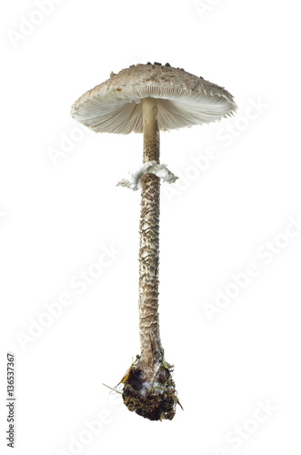 fresh parasol mushroom