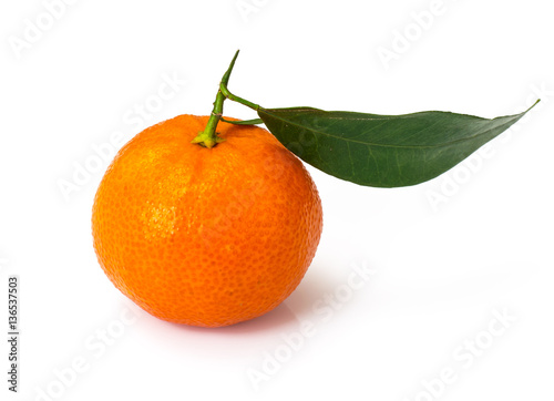 Mandarins on the branches on a white background