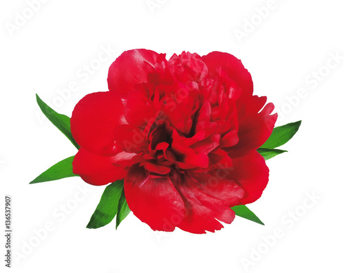 beautiful red peony isolated on white