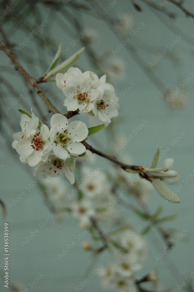 Blüten der Weidenblättrigen Birne 2 Blüten der Weidenblättrigen Birne 2