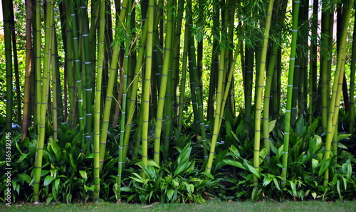Dicker grüner Bambus