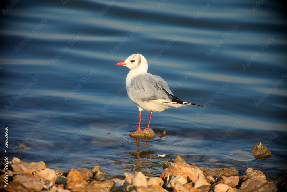 Black-headed Gull (Chroicocephalus ridibundus) Black-headed Gull (Chroicocephalus ridibundus)
