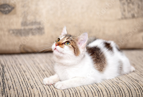 cat on the couch looking up