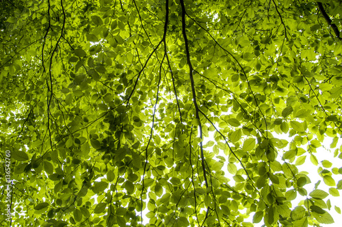 Beech tree  dark green leaves in spring-time  Austria  Lower Aus