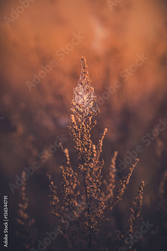 Plant in warm morning colours with a blurry background 