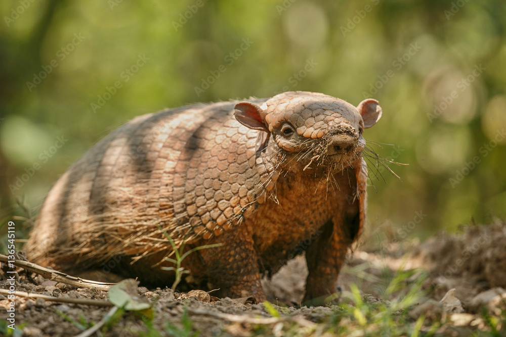 Armadillo in the nature habitat of brazilian forest, euphractus sexcinctus, amazing creature, south american wildlife, beauty of nature, wild in pantanal