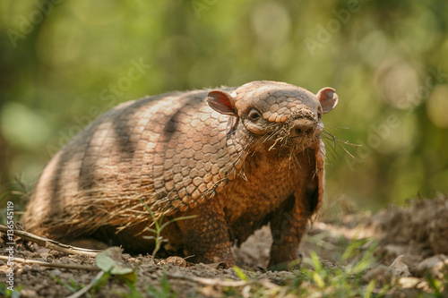 Armadillo in the nature habitat of brazilian forest, euphractus sexcinctus, amazing creature, south american wildlife, beauty of nature, wild in pantanal photo