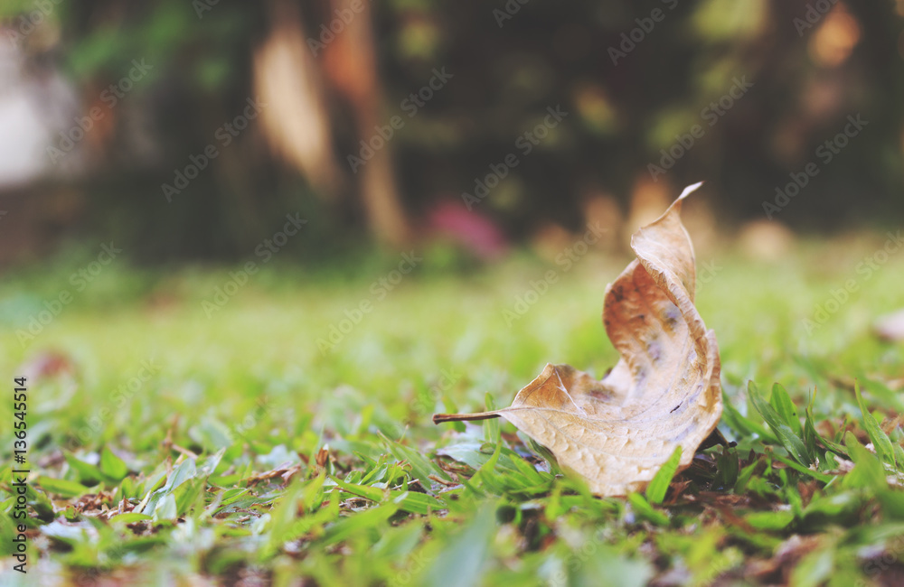 Dry leaves on the lawn with film colors tone. soft-focus in the background and over light