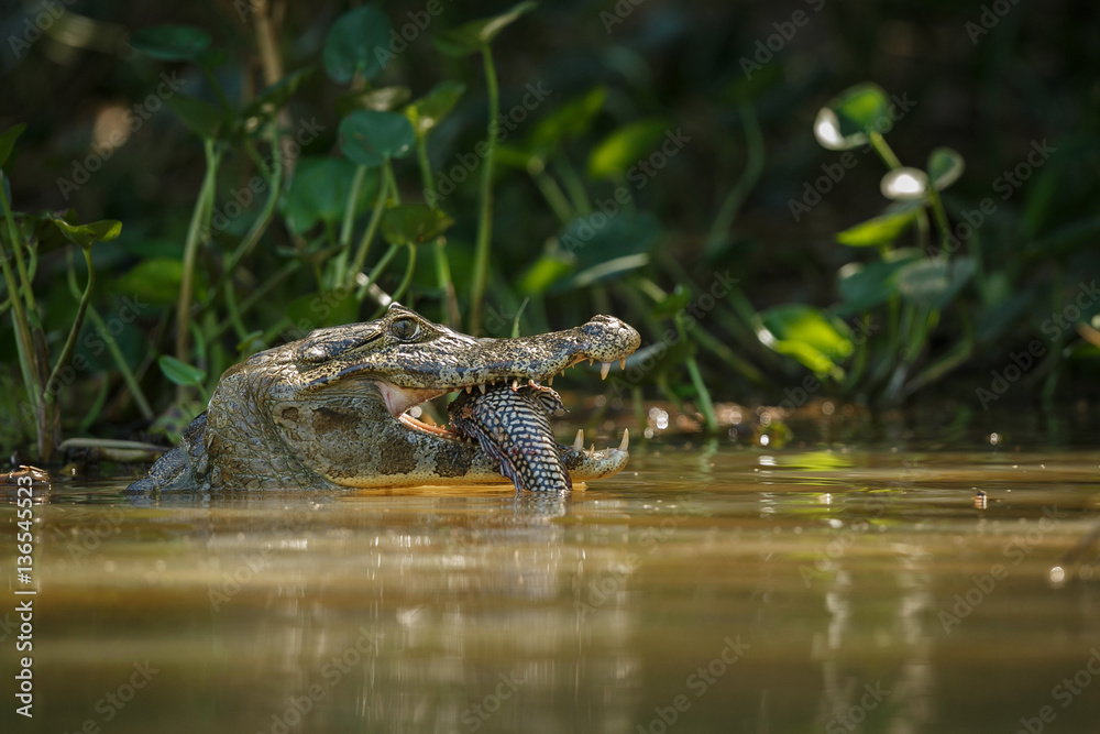 Wild caiman with fish in mouth in the nature habitat, wild brasil, brasilian wildlife, pantanal, green jungle, south american nature and wild, dangereous Wild caiman with fish in mouth in the nature habitat, wild brasil, brasilian wildlife, pantanal, green jungle, south american nature and wild, dangereous