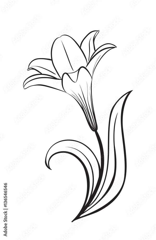 Lily flower vector icon
