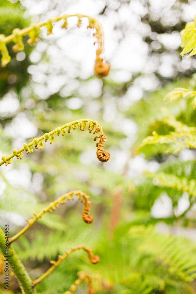 Natural background with young leaves of fern. Natural background with young leaves of fern.