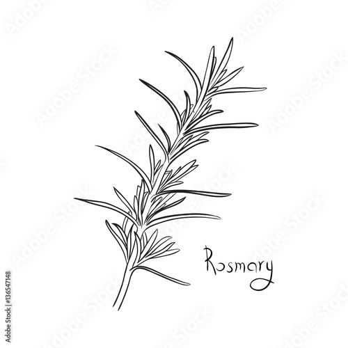 Hand drawn rosemary sketch style