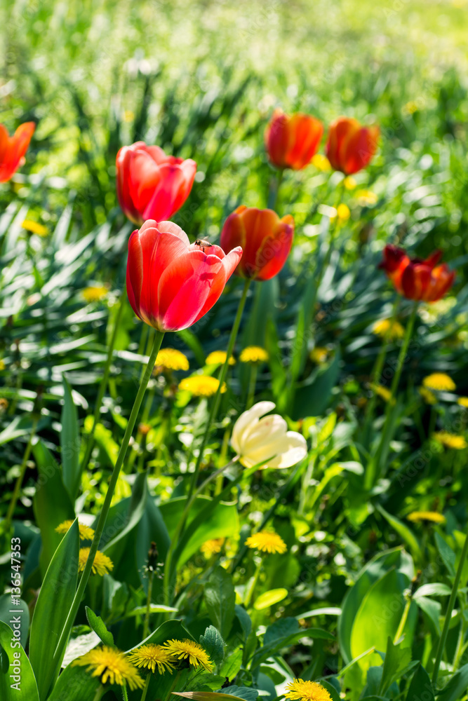 The bed with soft yellow and pink tulips The bed with soft yellow and pink tulips