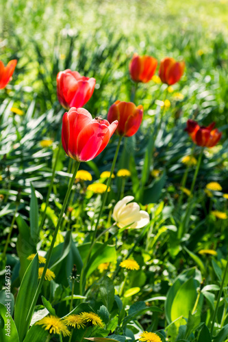 The bed with soft yellow and pink tulips