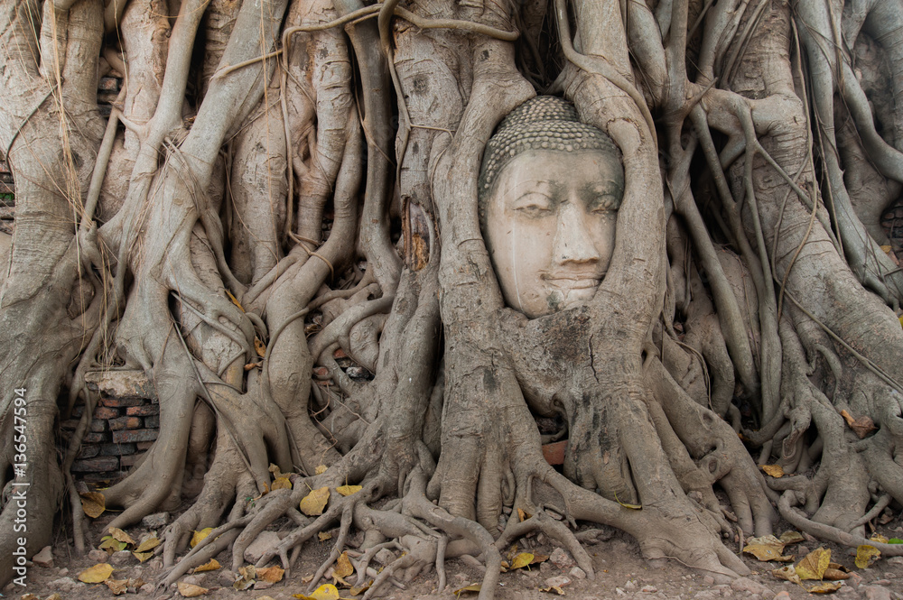 Ancient buddha head embeded in banyan tree from Ayutthaya, Thailand