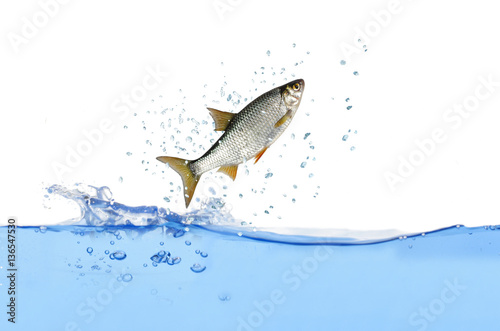 Photography roach on white background