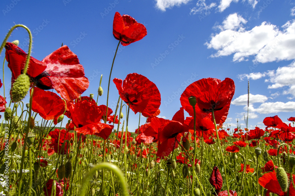 Obraz premium Corn poppy in blossom, Slovenia, Southern Slovenia
