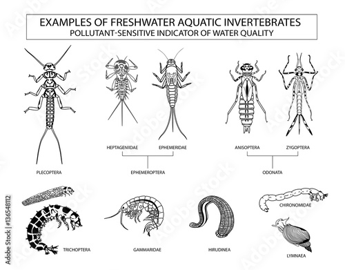 Obraz na plátně Examples of aquatic invertebrates, water quality indicators