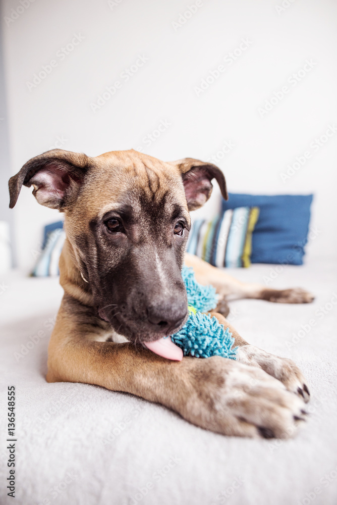 Young sweet little dog lies on the bed at home and biting a toy