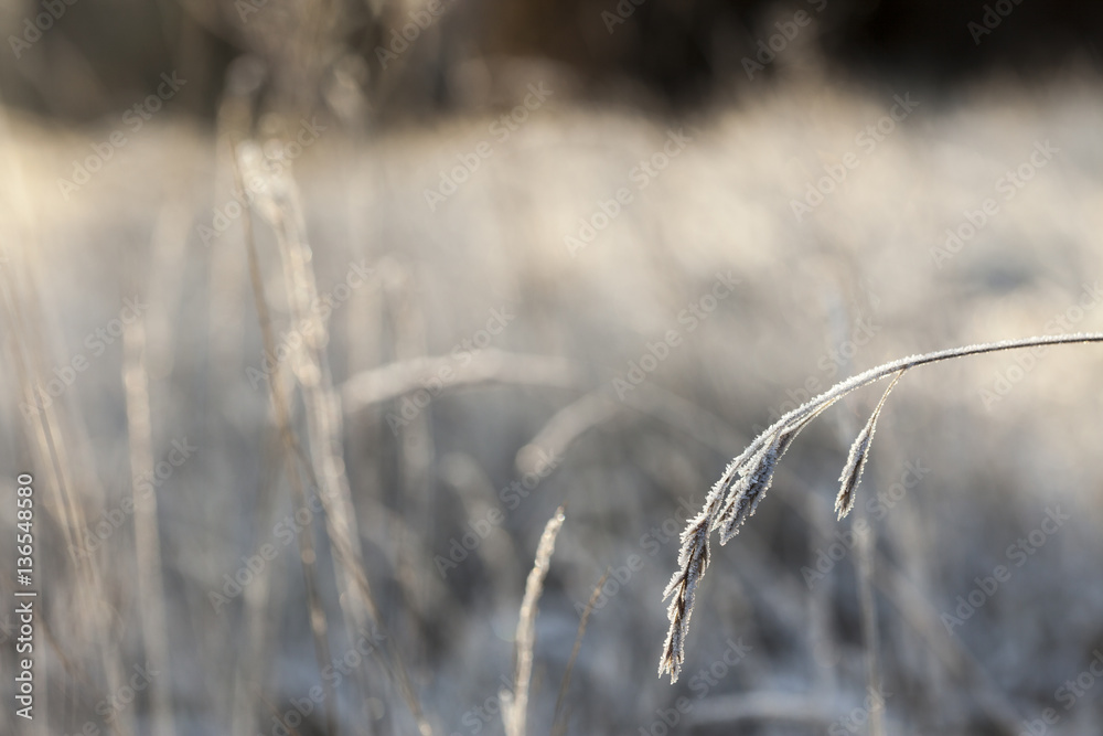 Fototapeta premium Piękna zimowa scena / mróz zakrył zimowy krajobraz