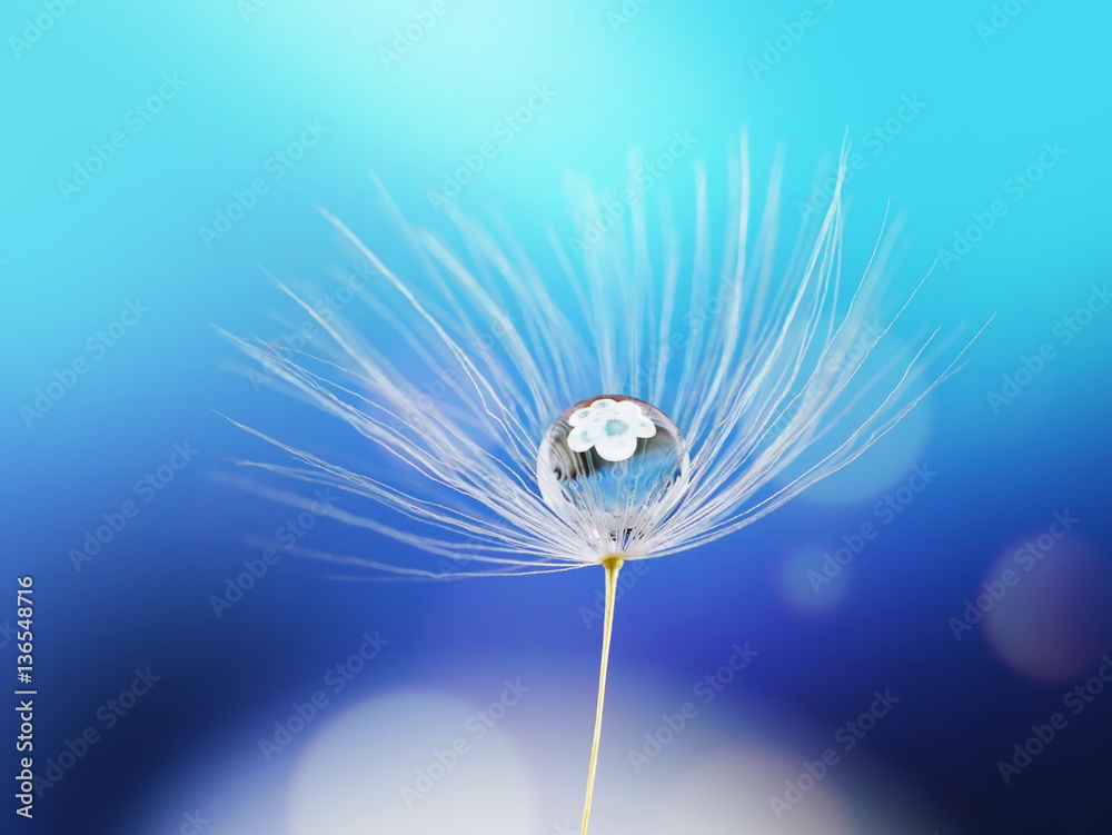 Obraz premium Piękno wody kropli deszczu rosa na dandelion ziarnie z odbiciem kwiat na błękitnym tle makro-. Lekki marzycielski obraz artystyczny.