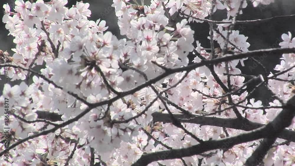Cherry Blossoms Tree at Chidorigafuji Cherry Blossoms Tree at Chidorigafuji