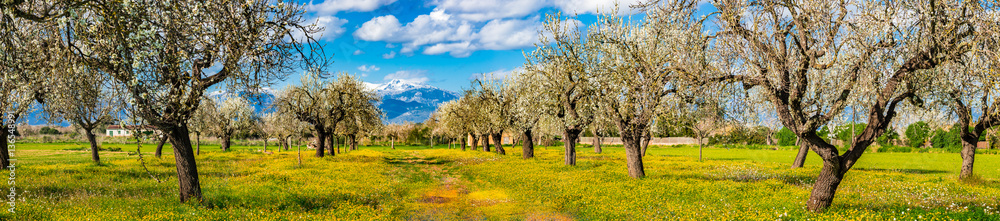 Spanien Landschaft Mallorca Panorama Natur Frühling Mandelbaum Blüte Spanien Landschaft Mallorca Panorama Natur Frühling Mandelbaum Blüte