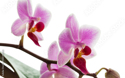 Pink streaked orchid flower  isolated with clipping path