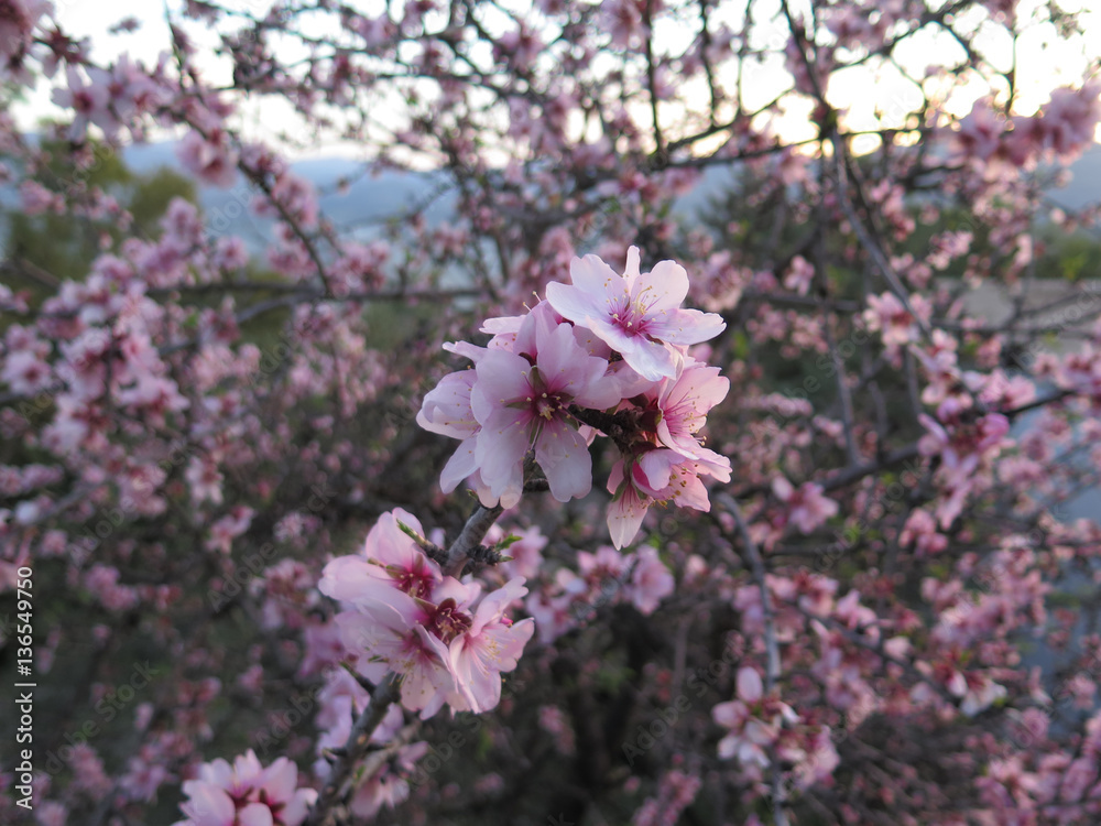 Flower on Almond Tree