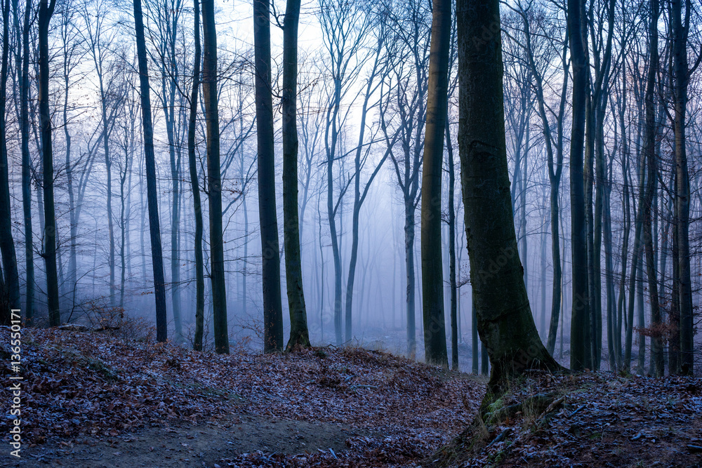 Obraz premium Mysterious autumn woods in fog.
