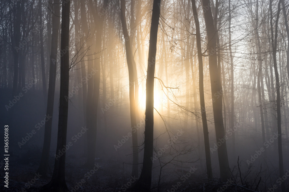 Obraz premium Sunlight enters misty deciduous forest before sunset. Mysterious woods.