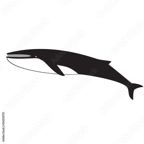 Whale silhouette on the white background black