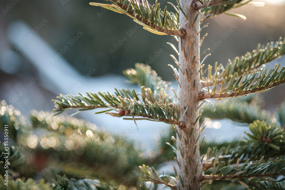 Obraz premium Detail view of pine tree with glowing sun. Selective focus.