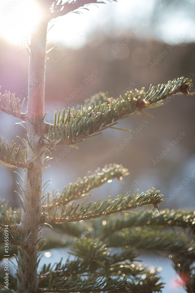 Obraz premium Detail view of pine tree with glowing sun. Selective focus.