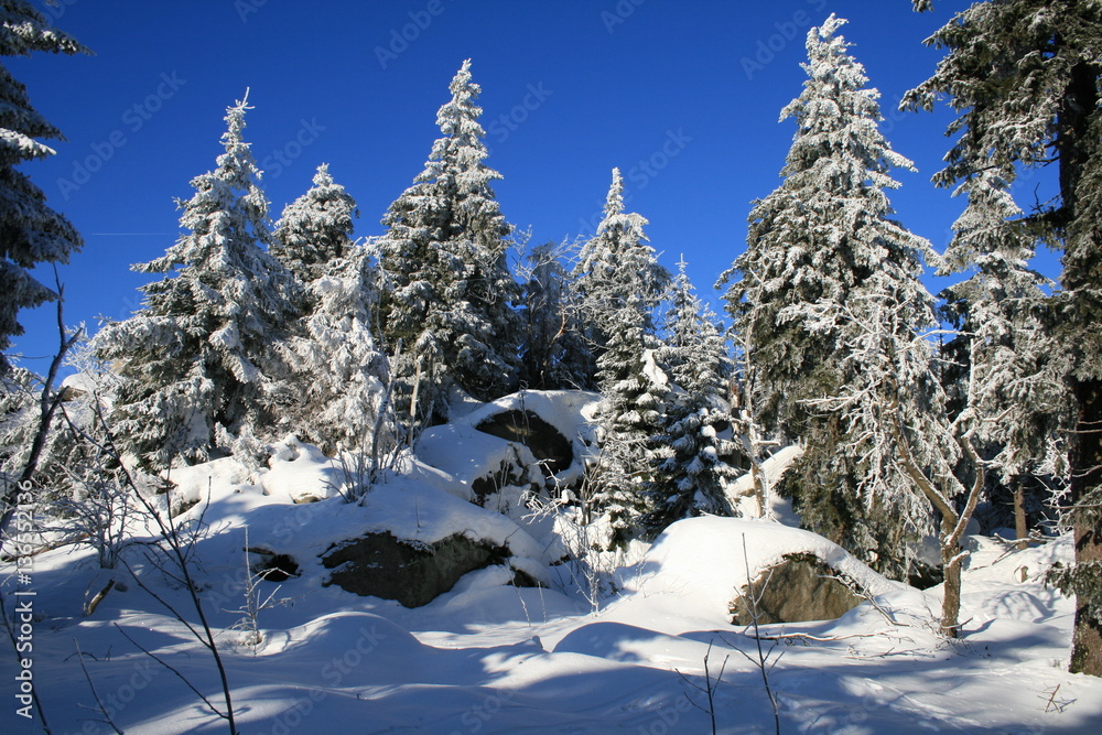 Wald in Franken im Winter