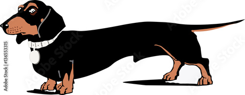 Dachshund