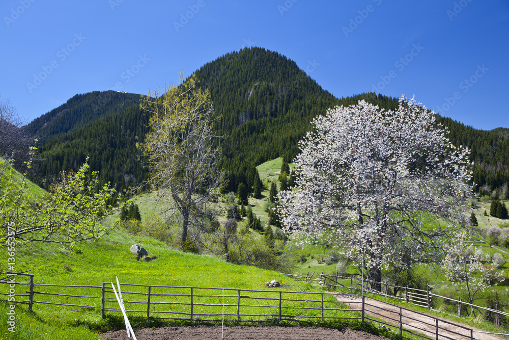 cherry blossom spring in the mountains