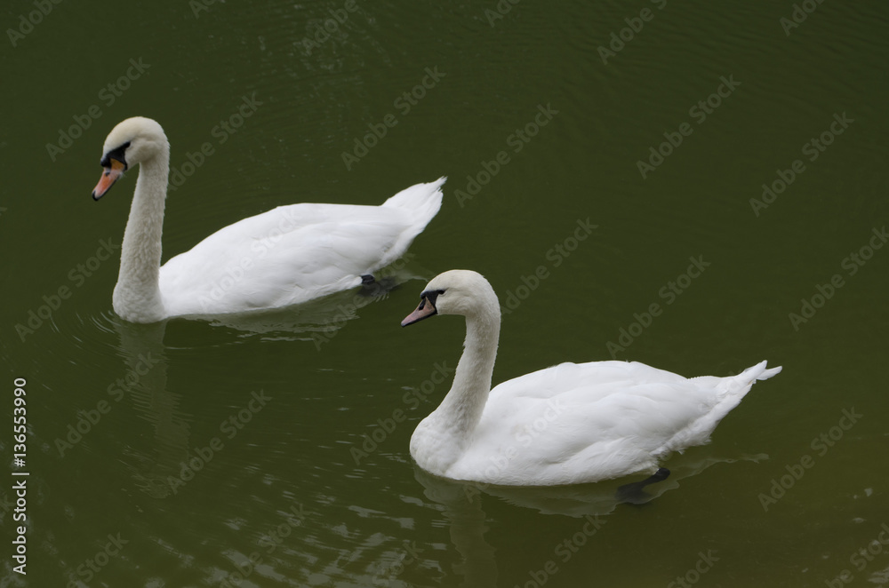 White swans on the green water White swans on the green water