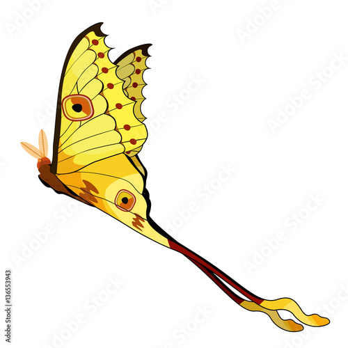 Butterfly Madagascar comet moth moon.  illustration photo