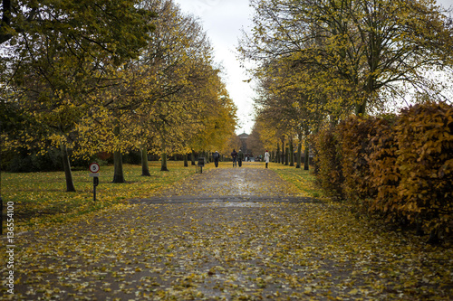 Autumn in London. As autumn comes to an end carpets of autumn leaves cover the ground and get satuarated by the rain.