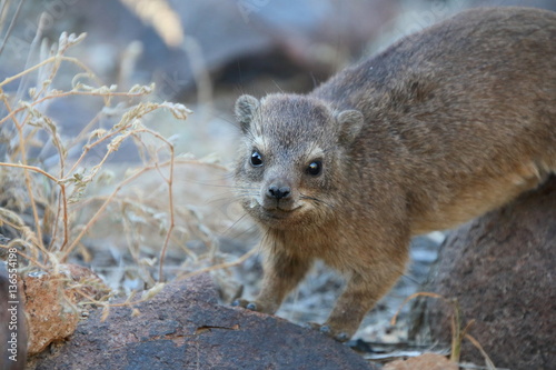 Namibia Quiver tree forest cape hyrax pup