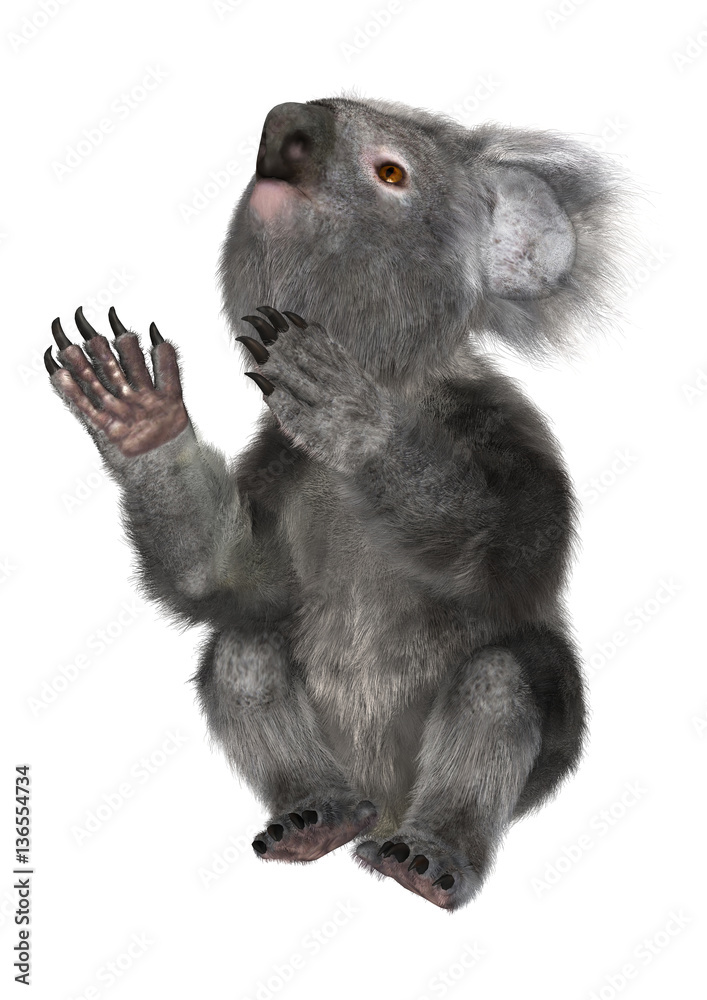 Obraz premium 3D Rendering Koala Bear on White