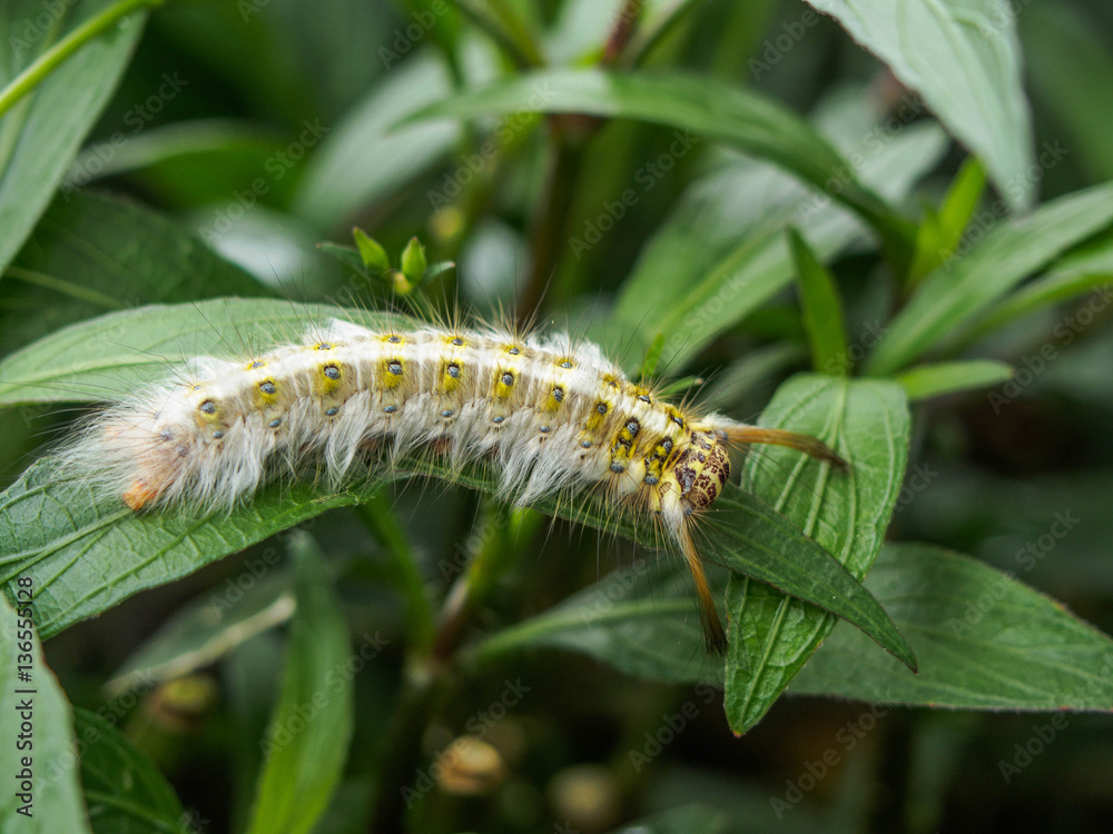 Fototapeta premium closeup caterpillar on green leaf background