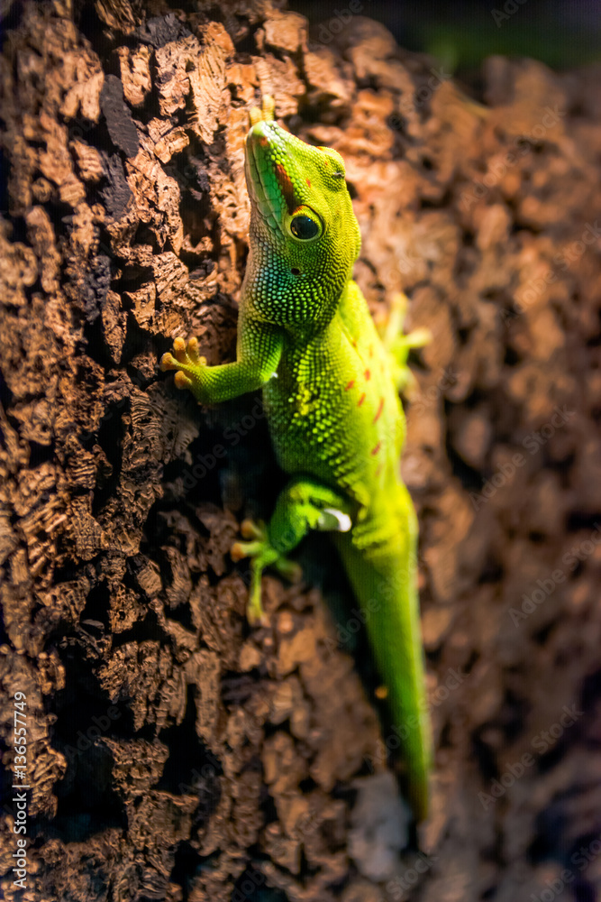Fototapeta premium gecko