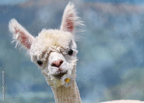 Photographie Portrait of white alpaca